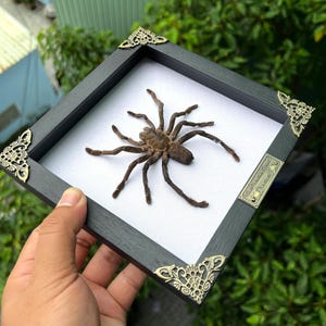 Spiders Heart Frame, Real Love Spider Tarantula Taxidermy, Gothic Wedding Gift Couple Anniversary Gift Oddities Curiosities Gothic Decor Square White