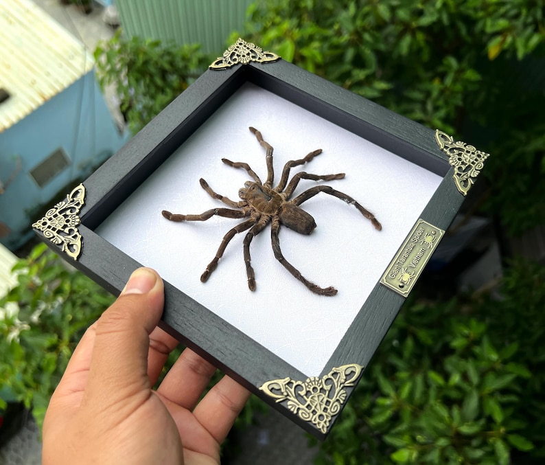 Spiders Heart Frame, Real Love Spider Tarantula Taxidermy, Gothic Wedding Gift Couple Anniversary Gift Oddities Curiosities Gothic Decor Square White