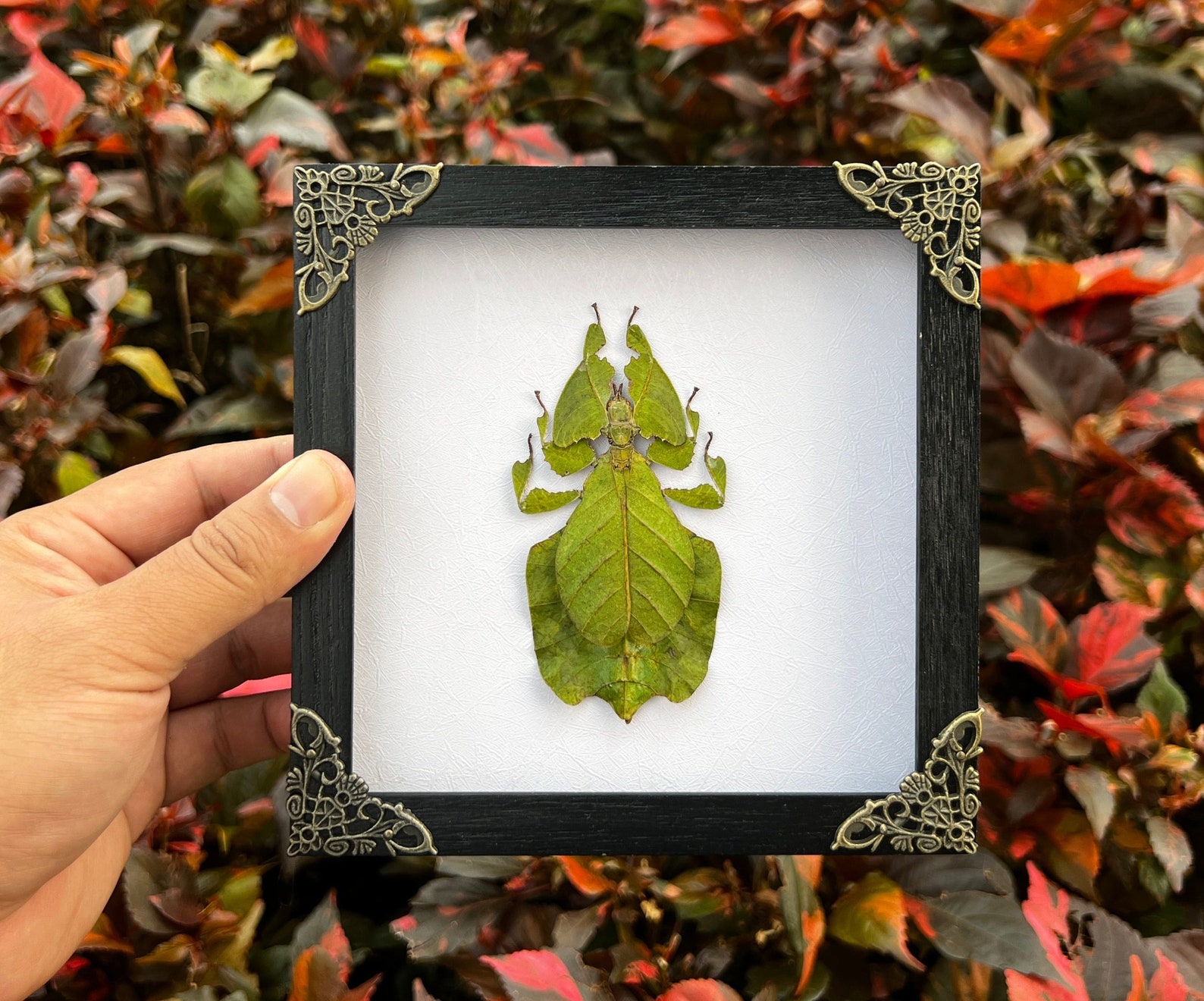 Real Framed Walking Leaf Insect Shadow Box Bug Frame Taxidermy ...