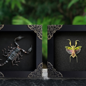 May include: Two framed insect specimens, a black scorpion and a green praying mantis, displayed against a black background. The frames are black with ornate gold corners.