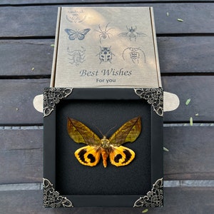 Real Framed Butterfly Handmade Shadow Box Insect Frame - Etsy