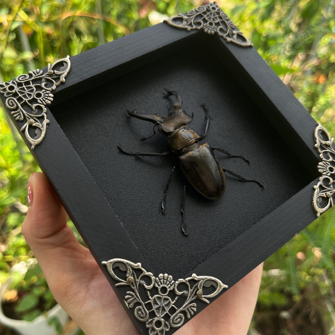 Spooky Home Decor, Framed Lucanus Beetles Handmade Shadow Box ,Insect Tacidermy Taxadermy Wall Decoration Artwork Home Decor Insect Lover