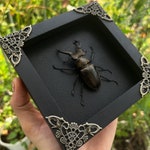 Insect Art Prints
