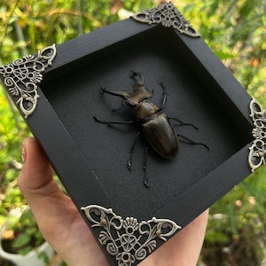 Spooky Home Decor, Framed Lucanus Beetles Handmade Shadow Box ,Insect Tacidermy Taxadermy Wall Decoration Artwork Home Decor Insect Lover