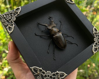 Spooky Home Decor, Framed Lucanus Beetles Handmade Shadow Box ,Insect Tacidermy Taxadermy Wall Decoration Artwork Home Decor Insect Lover