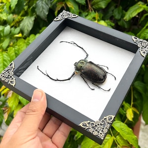 Real Framed Cheirotonus Long Arm Beetle Dried Insect Dead Bug Frame Specimen Artwork Wall Hanging Decor Entomology Display