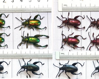 Lot of 4 Sagra Longicollis Frog Beetle Real Beetle Insect Bug Entomology Wholesale