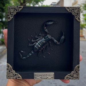 Scorpion Frame Taxedermy Black Wall Decor Gothic Artwork, Preserve Insects In Frame,Butterfly Mantis Cicada Frame Entomology Christmas Gift