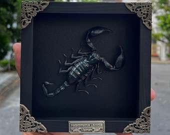 Scorpion Frame Taxedermy Black Wall Decor Gothic Artwork, Preserve Insects In Frame,Butterfly Mantis Cicada Frame Entomology Christmas Gift