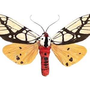 May include: A detailed image of a moth with cream, black, and yellow wings. The upper wings have a cream base with black patterns, while the lower wings are yellow with black spots. The body is red and black, with long antennae.