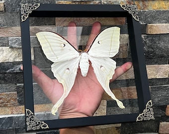 Real Framed Giant Actias Luna Moth 3D Floating Shadow Box Insect Oddities Home Gothic Wall DecorTaxidermy Taxadermy Artwork