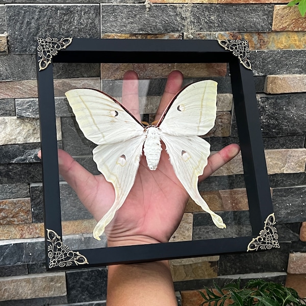 Real Framed Giant Actias Luna Moth 3D Floating Shadow Box Insect Oddities Home Gothic Wall DecorTaxidermy Taxadermy Artwork