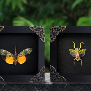 May include: Two framed insect specimens, a green and orange lanternfly and a green praying mantis, displayed against a black background.