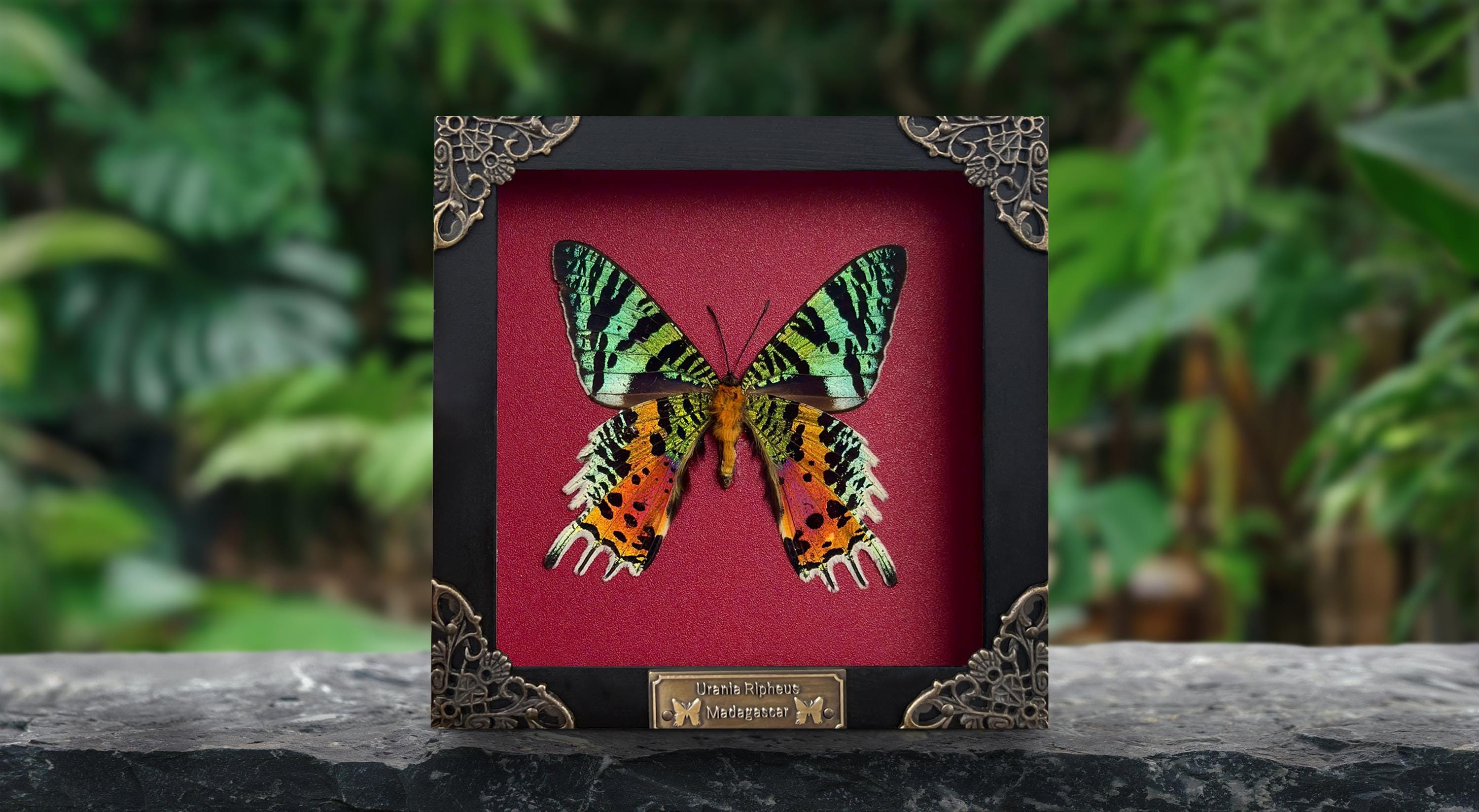 Real Framed Butterfly Sunset Moth Urania Ripheus Dried Insect