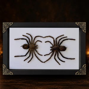 May include: A rectangular black frame with ornate gold-toned corner accents containing two preserved brown tarantulas mounted on a white background. The spiders are positioned so their legs meet to form a heart shape in the center of the display.