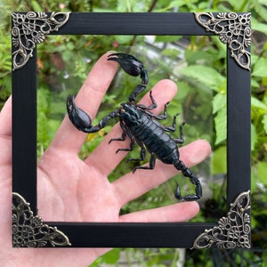 Scorpion Taxidermey Preserved Insect Frame Display Shadow Box Curiosities Wall Art Decoration Artwork Christmas Creepy Gift Entomology