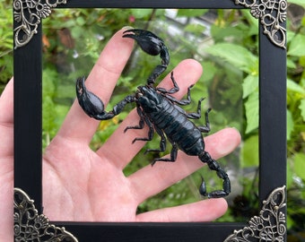 May include: A black scorpion preserved in a black frame with ornate silver corners. The scorpion is displayed on a hand.
