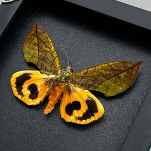 Real Framed Butterfly Handmade Shadow Box Insect Frame - Etsy