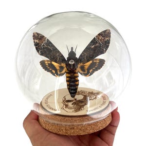 Cúpula de cristal de Acherontia, polilla de cabeza de muerte, globo artístico de polilla, insecto, taxidermia, taxidermia, regalo gótico, decoración del hogar
