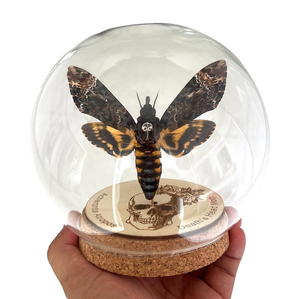 Death Head Moth Acherontia Glass Dome, Moth Art Globe Hawkmoth Insect Bug Taxidermy Taxadermy Gothic Gift Home Decor