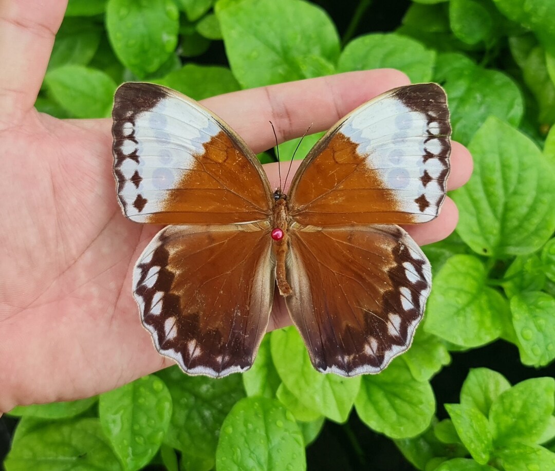 1 Brown Butterfly Open Wings Taxidermy Spread Butterflies for Display