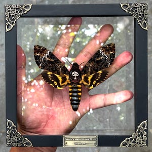 May include: A Death's Head Hawk Moth specimen from Vietnam displayed in a square black frame with ornate gold-toned corner accents. The moth features dark brown and yellow wings with a distinct skull-like pattern on its thorax and abdomen.