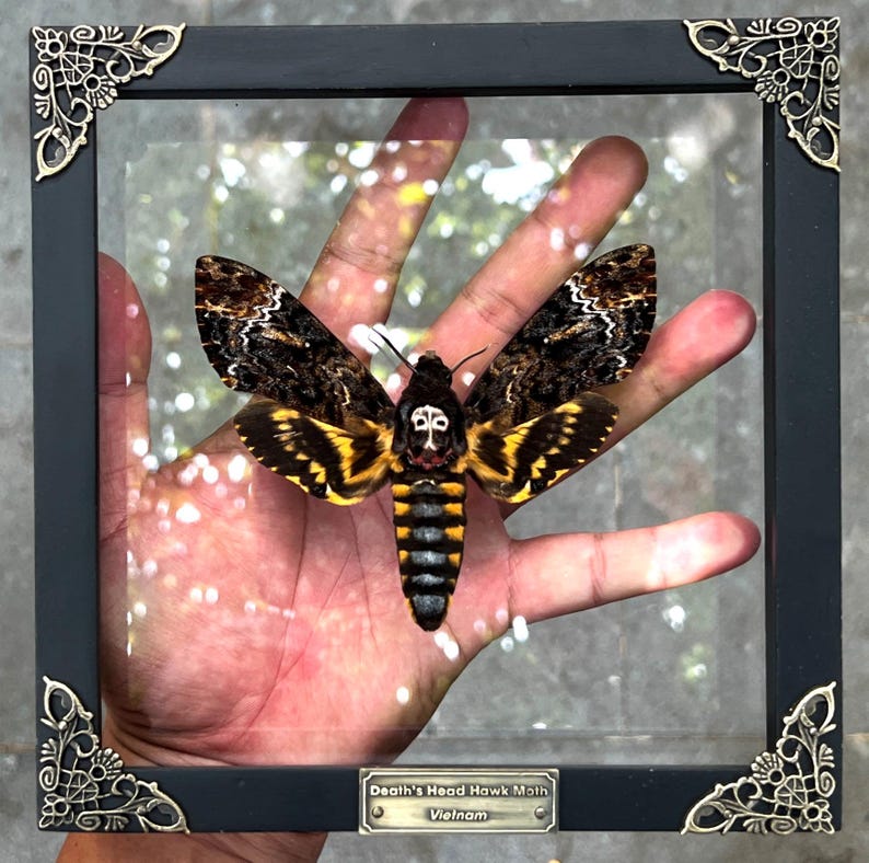 May include: A Death's Head Hawk Moth specimen from Vietnam displayed in a square black frame with ornate gold-toned corner accents. The moth features dark brown and yellow wings with a distinct skull-like pattern on its thorax and abdomen.