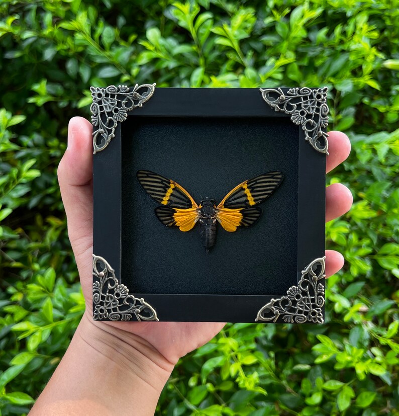 Cicada Real Wall Hanging Cicadoidea Mounted Insect Shadow Box Goth ...