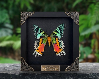 Real Framed Butterfly Sunset Moth Urania Ripheus Dried Insect