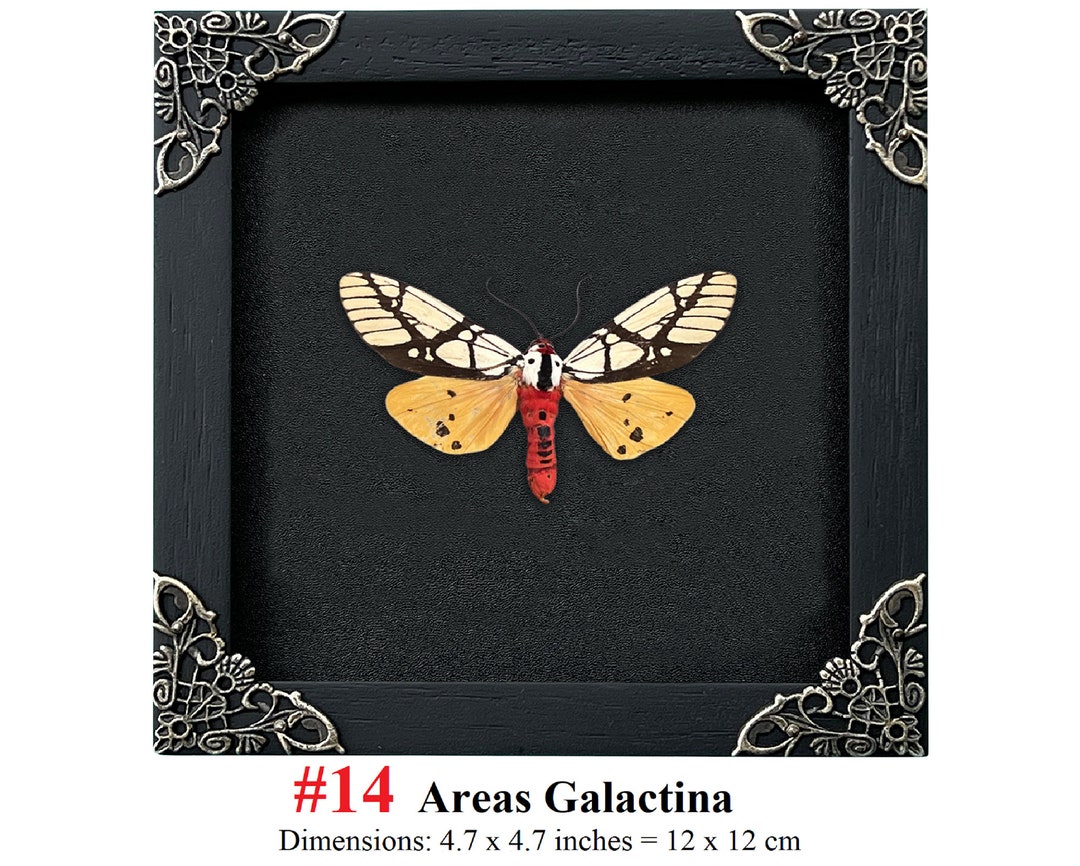 Real Framed Butterfly Handmade Shadow Box Insect Frame Taxidermy ...