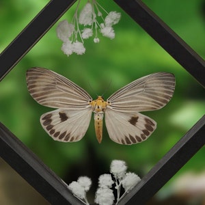 Framed Butterfly Display Case Room Decoration, Butterfly Bug Beetle Insect Taxadermy Entomology Gift, Natural Home Artwork
