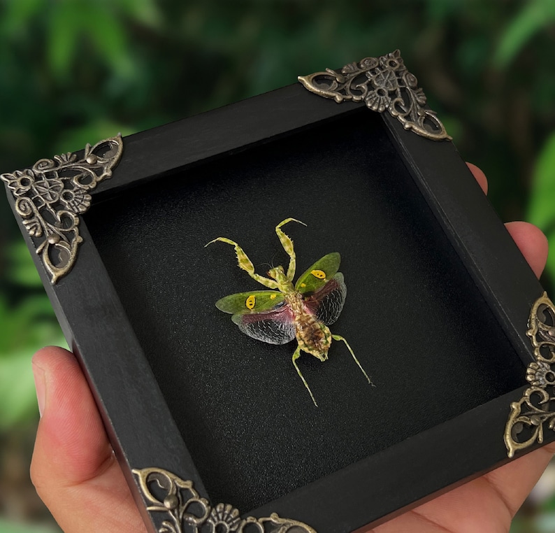 Puede incluir: Un esp&eacute;cimen de mantis preservado con alas verdes y transl&uacute;cidas con marcas oculares amarillas, exhibido dentro de un marco cuadrado negro con detalles met&aacute;licos ornamentados en las esquinas sobre un fondo oscuro.