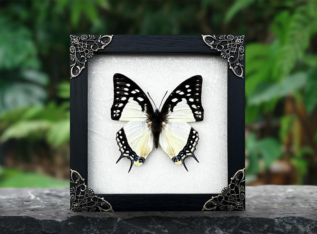 Real Framed Butterfly Handmade Shadow Box Insect Frame Taxidermy ...
