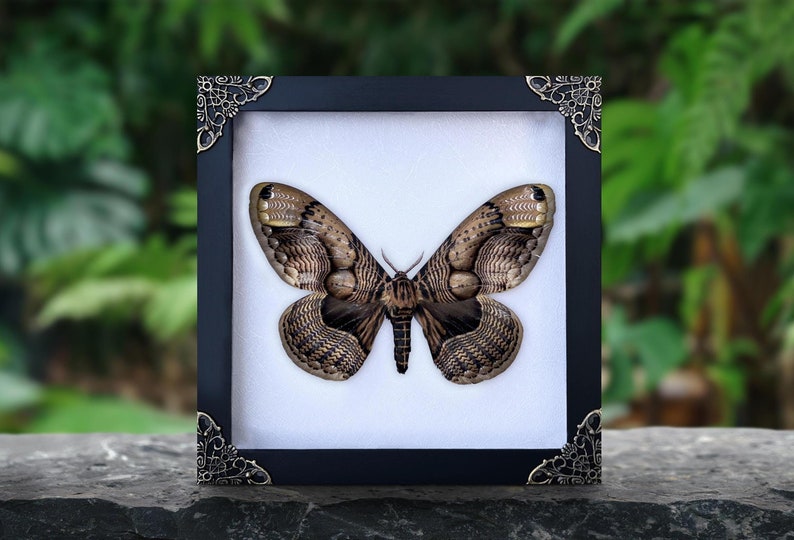 Moth In Frame Real Framed Owl Moth Brahmaea Shadow Box Insect Frame Dried Taxidermy ...