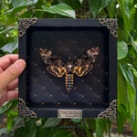 Moth Home Decor