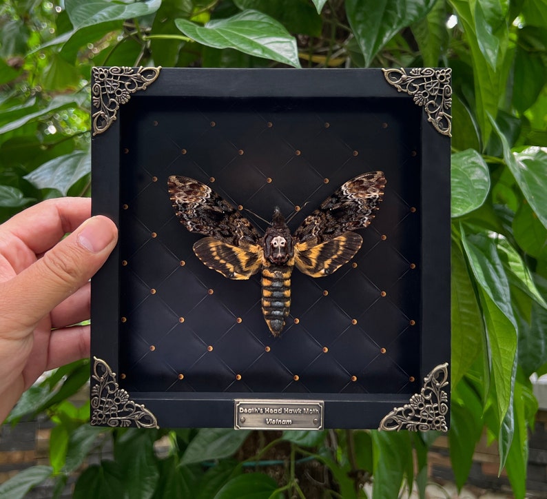 Death Head Moth Acherontia Framed Black Gothic Wall Decor Entomology Gifts Oddities Curiosities Art Decoration image 1