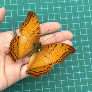 2 Orange Butterfly Open Wings Taxidermy Spread Butterfly Taxadermy Insect for Entomology Display,Study, Décor, Earring Arts image 4