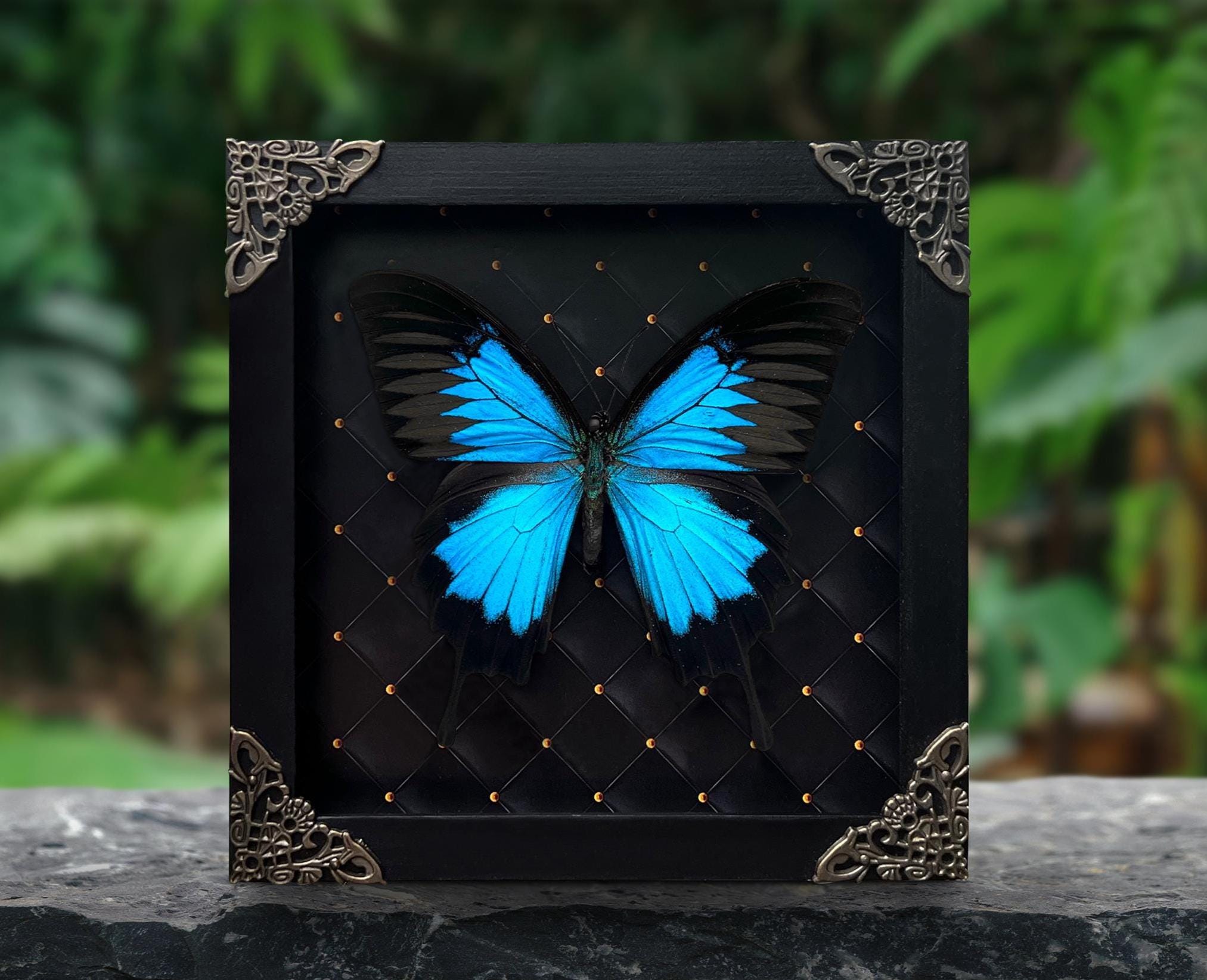 Real Framed Butterfly Shadow Box Dried Insect Frame Dead Taxidermy ...