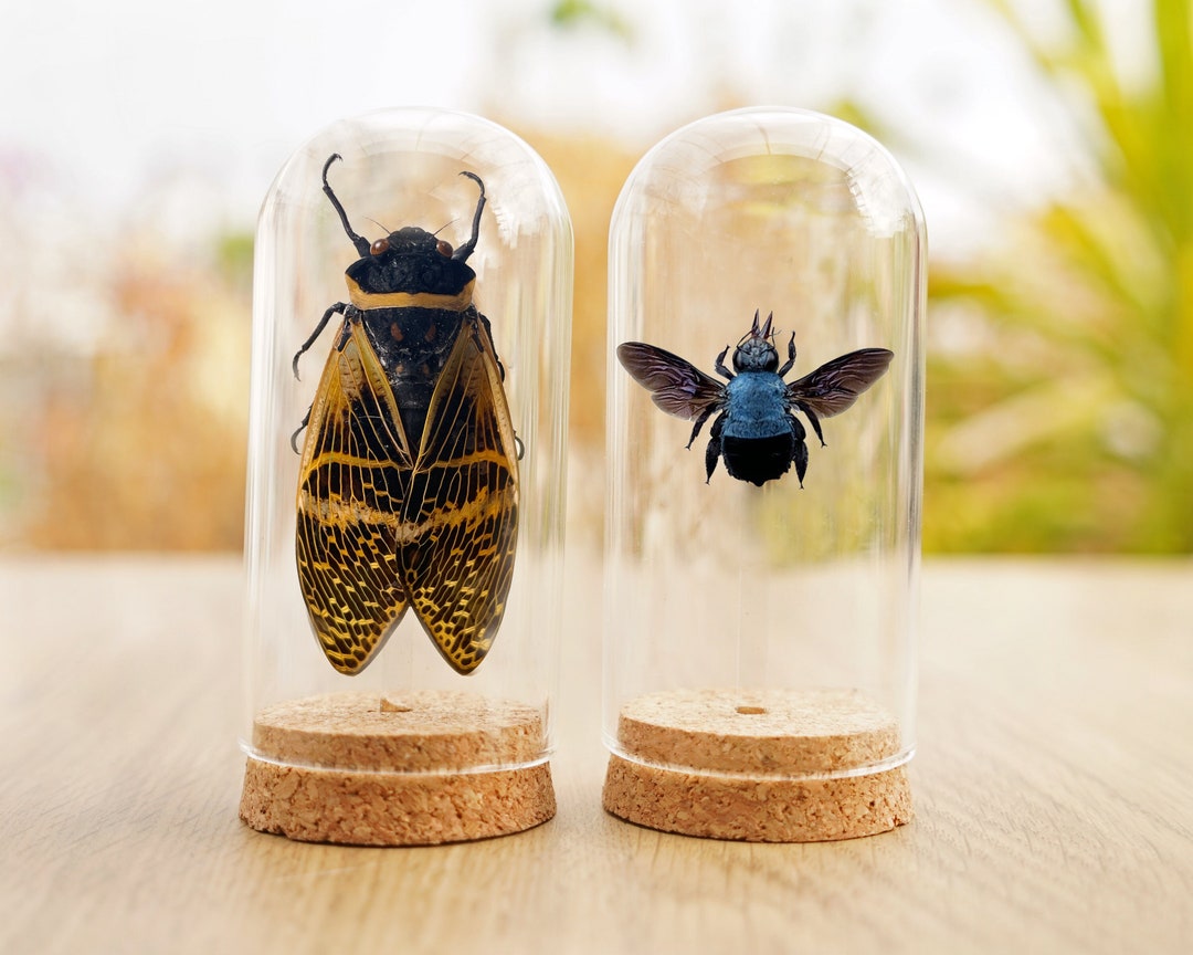 DeliciousTaylormade BeeAroundLil’BEEtle 12 Unbelievable Beetle Species