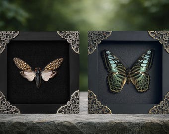 2 Real Parthenos Sylvia Butterfly & Cicada Shadow Box Dried Butterfly Bug Taxidermy Taxadermy Oddities Curiosities Black Gothic Home Decor