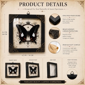 May include: A square black pine wood display frame measuring 6.2 inches by 6.2 inches, featuring ornate brass baroque corner protectors and a clear acrylic front. The frame contains a butterfly specimen centered on a vintage-style background.
