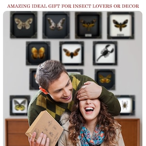 May include: A collection of square wall-mounted display frames containing various preserved insects, including moths, butterflies, and a scorpion. A cardboard gift box with insect illustrations and the text Best Wishes for you.
