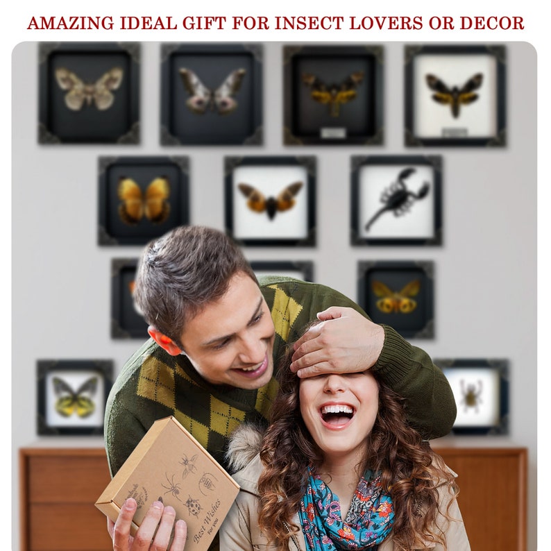 May include: A collection of square wall-mounted display frames containing various preserved insects, including moths, butterflies, and a scorpion. A cardboard gift box with insect illustrations and the text Best Wishes for you.
