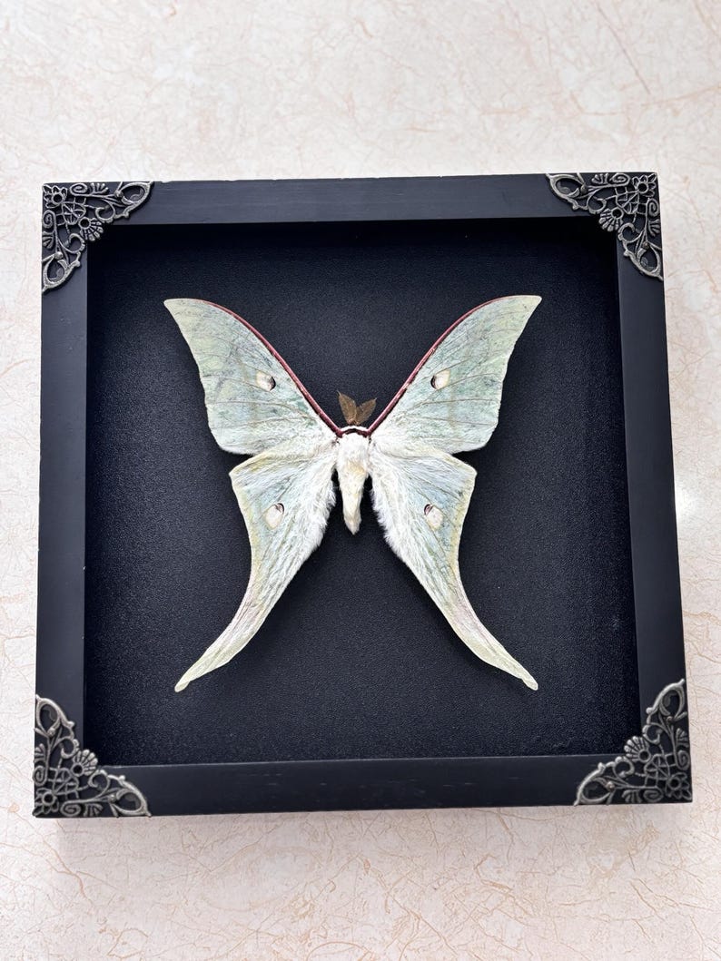 Real Framed Green Moon Moth Shadow Box Luna Moth Specimen Butterfly ...