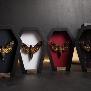 May include: Four black framed shadow boxes with a black, white, red, and black and gold patterned background. Each box contains a preserved Death's Head Hawkmoth.