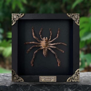Spiders Heart Frame, Real Love Spider Tarantula Taxidermy, Gothic Wedding Gift Couple Anniversary Gift Oddities Curiosities Gothic Decor Square Black