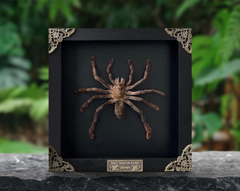 Spiders Heart Frame, Real Love Spider Tarantula Taxidermy, Gothic Wedding Gift Couple Anniversary Gift Oddities Curiosities Gothic Decor Square Black