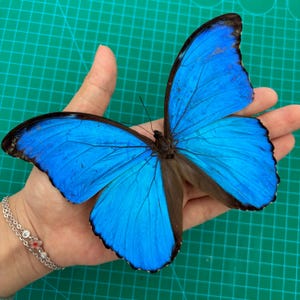 Real Morpho Didius Butterfly Blue Morpho Butterfly Specimen Spread Mounted Taxidermy for Display, Décor Entomology Art Decor
