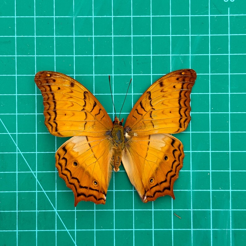 2 Orange Butterfly Open Wings Taxidermy Spread Butterfly Taxadermy Insect for Entomology Display,Study, Décor, Earring Arts image 3