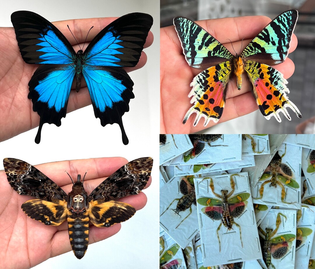Real Mounted Butterflies Preserved Insect Dried Ethical Butterfly Dead
